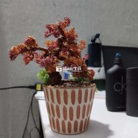 Tặng Chậu Cây Trang Trí Bằng Đồng - Để Bàn Sang Trọng  