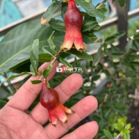 Lựu Ấn Độ đang có sẳn 3 trái