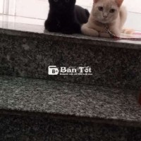 Cần bán 2 bé mèo ạ