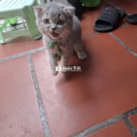  Bé mèo Anh lông ngắn cần tìm nhà mới
