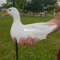 Vịt kiểng siêu nhỏ - Call duck
