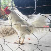 2k5 tay cục thái mỷ to zin bổn giỏi