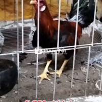 Asiu mỹ tay tot