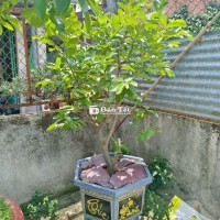 Cây Ổi bonsai cao 2m đang có trái