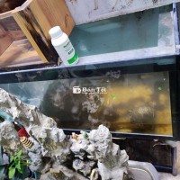 Hồ 83x43x55cm DxRxC