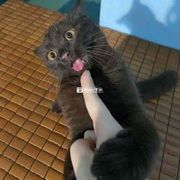 Bé Anh Lông Ngắn Màu Nâu Đỏ Tìm Nhà Mới