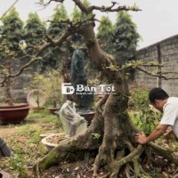 Sung bonsai