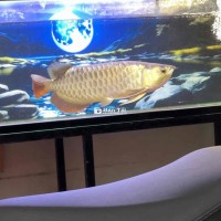 BỐI KHỦNG SIZE 60 - Giấy tờ đầy đủ, ăn khỏe như heo  