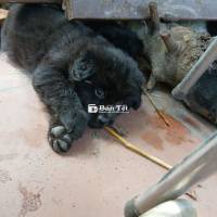 Nhà Có Chó Đẻ Dòng Bắc Hà – Lông Dày, Siêu Đẹp, Khỏe Mạnh  