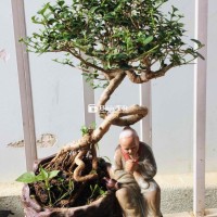 sam hương