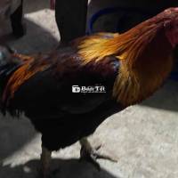 ga viet xanh mồng trích 3.4 gà