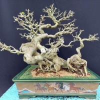Cây sanh song long cao 55cm