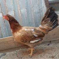 MỸ KEOSOL MỚI XONG LỨA 2 HIỆN 2K4
