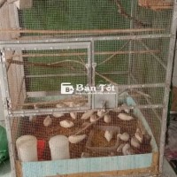 Chim cưỡng giao lưu,gà rutin và chuồng avi chim ss