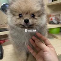 Bé Cái Phốc Sóc Thuần Chủng & Bé POM Thuần Chủng