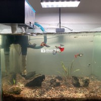 Bể cá mini để bàn