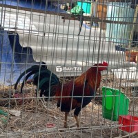 Tre hatch điều 1kg3