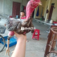 Cần bán gà có video