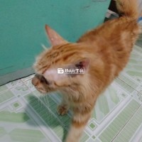 Mèo Anh lông Vũ