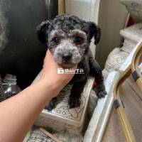 poodle