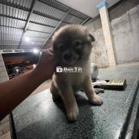 cần tìm chủ mới nha