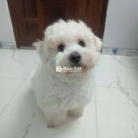 Cần Tìm Chủ Mới Cho Em Chó Nhật Lai Poodle Siêu Hiền, Nịnh Chủ  