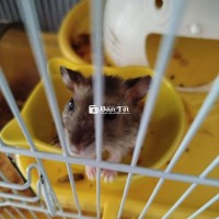 Pass chuoont hamster ww màu sóc đực