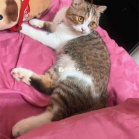 Mèo Anh Lông Ngắn Cute Tìm Chủ Mới