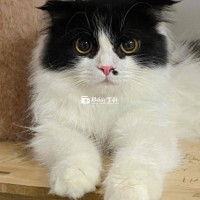 MÈO TUXEDO DUYÊN DÁNG TAI CỤP