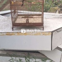 Chào mào cà phê hót