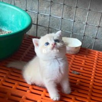 tìm sen cho đàn golden ay