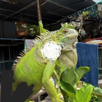 Hok nuôi nữa thanh lý cho ae.  Dày 85cm