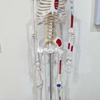 Giải phẫu xương 85 cm