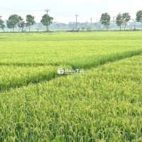 Bán Nhà Phường Tân Sơn Nhì : 4 x 23 M cấp 4 . Hẻm 7 M thông