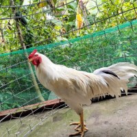 Bướm Tơ - Gà Đá Cựa Sắt Chất Lượng Cao  