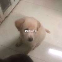 Chó Cưng Siêu Ngoan, Thông Minh - Tìm Chủ Nhân Tử Tế Tại Cần Thơ  