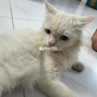 Bán Mèo ALD Trắng Mắt 2 Màu  