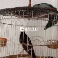 Cưỡng 3mùa giao lưu hay bán.