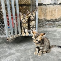 Mèo Bengal Lai Mèo Anh Lông Ngắn Đáng Yêu, Sẵn Sàng Về Nhà Mới  
