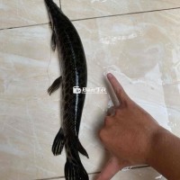 CSHT Bông SHT Bông Chán Đời - Thanh Lý Size Gần 50, Ai Cần Inbox  