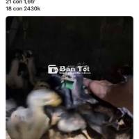 Bán Gà Chọi Con Giống Chất Lượng - 20 Con Giá 2,2 Triệu  