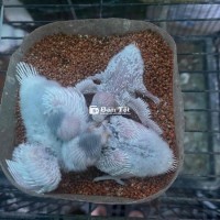 Yến Phụng Đút Bột