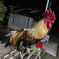 gà chuối chân xnah 3.3