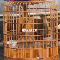 Tìm Mua Mí Xòe Đẹp, Bộ To, Thuần Chủng  