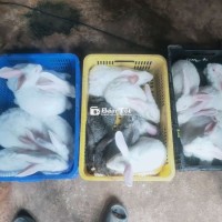 Thỏ thịt, thỏ giống , thỏ con
