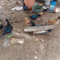 Ngân nuôi tự nhiên
