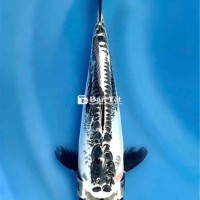 Cá Koi Nhật Bản Hiếm - Cơ Hội Sở Hữu Ngay!