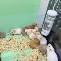 Hamster Bear và Dumbo Rat dễ thương, thân thiện!