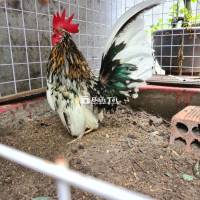 Thanh lý gà Thái trạng nhỏ