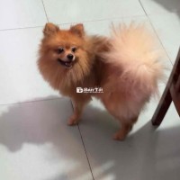 Cần Bán Cặp Phốc Sóc Sinh Sản Trên 1 Tuổi  